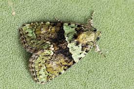 Image result for Cryphia algae