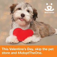 All our puppies will be akc registered at time of purchase and a free vet package is provided. Adopt From Our Sanctuary Animal Society Dog Deals Animals
