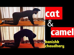 Start studying yoga poses and benefits. à¤® à¤° à¤œà¤° à¤†à¤¸à¤¨ à¤• à¤¸ à¤•à¤° Cat And Camel Pose Benefits Marjari Asana In Hindi Yoga For Back Gym Yoga Youtube