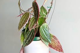 Image result for Mostuea microphylla