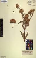 Image result for Vernonia adoensis