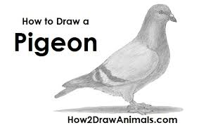 how to draw a pigeon how to draw a pigeon