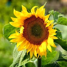 ÐÐ°ÑÑÐ¸Ð½ÐºÐ¸ Ð¿Ð¾ Ð·Ð°Ð¿ÑÐ¾ÑÑ ÑÐ±Ð¾ÑÐºÐ¸ Ð¿Ð¾Ð´ÑÐ¾Ð»Ð½ÐµÑÐ½Ð¸ÐºÐ°