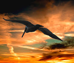 Profile for Pelican Landscaping