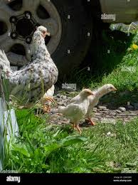 Mother Chicken And Its Baby Chicks Walking On Green Grass Searching For Food Stock Photo Alamy