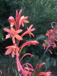 Image result for Watsonia