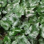 Image result for Cyanastrum