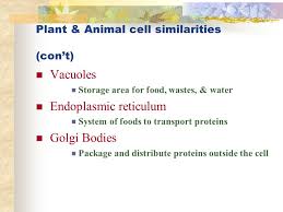 We did not find results for: True False Plant And Animal Cells Are The Same Ppt Video Online Download