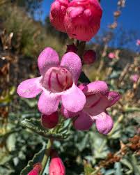 Image result for Craterostigma pumilum