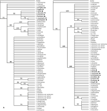 Image result for Jamesbrittenia burkeana