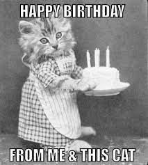 Birthday Cat Happy Birthday Funny Cats Happy Birthday Funny Happy Birthday Cat