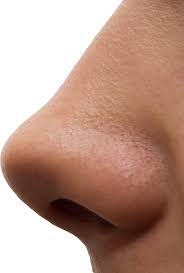 Human Nose Png Image Nose Photo Reference Nose Drawing