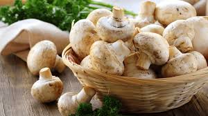 A Beginners Guide to Growing Mushrooms at Home | USU