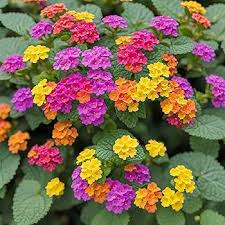 Image result for Lantana viburnoides