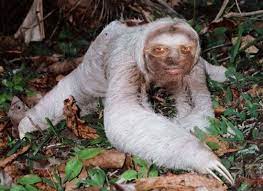 10 Sloth Dictators Unusual Animals Sloth Rare Albino Animals