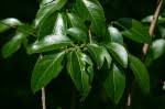 Image result for Hippocratea buchananii