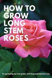 If you love growing things and fun kitchen experiments, here's an experiment for. How To Grow Long Stem Roses Useful Tips For Optimal Growth Rose Care Planting Roses Rose Bush Care