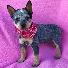 We do not dock tails unless requested. Burbank Ca Blue Heeler Meet Krystal Adopted A Pet For Adoption