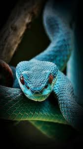 Maybe you would like to learn more about one of these? Iphone 5 Hd Wallpaper Batman Snake Wallpaper Snake Reptiles