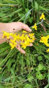 Image result for Xyris schliebenii