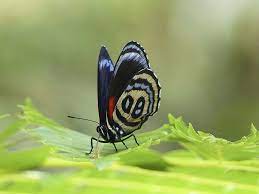Colombia Preocupacion Por Muerte De Millones De Mariposas Mariposas Colombia Muerte