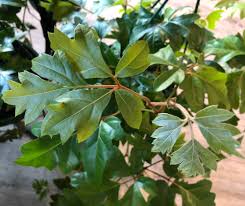 Image result for Cissus integrifolia