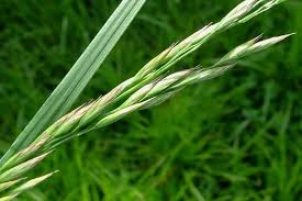 Image result for Festuca chodatiana
