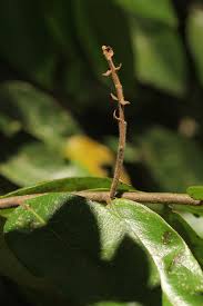 Image result for Hirtella zanzibarica