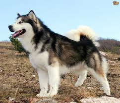 Black And White Fluffy Dog Breeds 11 Big Fluffy Dog Breeds Perfect To Cuddle With Dogbeast Big Fluffy Dogs Malamute Dog Fluffy Dog Breeds