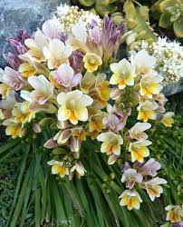 Pin On Beautiful Flowers