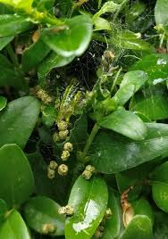 Image result for caterpillar box tree moth inside buxus plant