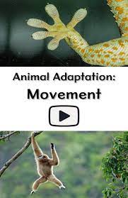 Animal Adaptation Video For Classroom Examples Of Physical Adaptations For Locomotion In A Ha Animal Adaptations Homeschool Life Science Earth Science Lessons