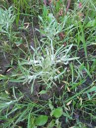 Image result for Gnaphalium