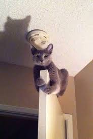 Super Kedi Komik Hayvan Fotograflari Mavi Kediler