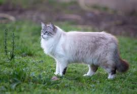 Birman Kedisi Ragdoll Kedisi Kedi Siyam Kedileri