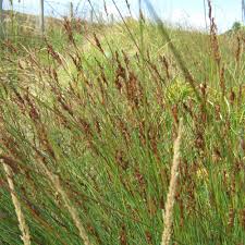 Image result for Maerua juncea