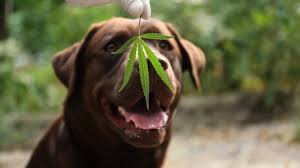 Plus, they're legal in all 50 states, so you and your pets can enjoy the benefits of these products. Best Cbd Oil For Dogs 2021 Organic Cbd For Canines