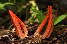 Image result for Pseudocolus schellenbergiae