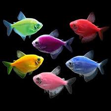 Trillions of glowing fish can be found in the dark depths of the ocean. Glow In The Dark Fish