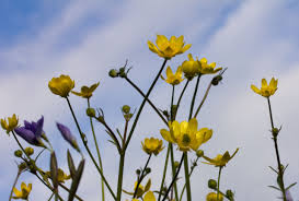 Image result for Ranunculus raeae