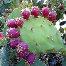Hardiness is down to about 0 degrees fahrenheit, usda zone 7a. Prickly Pear Cactus Seeds Opuntia Stric Buy Online In Saint Vincent And The Grenadines At Desertcart