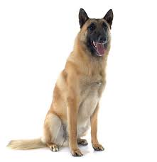 From wikimedia commons, the free media repository. Belgischer Schaferhund Malinois Hunde Rassen Information Omlet