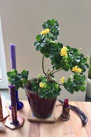 Why Are Kalanchoe Leaves Curling? – Cafe Planta