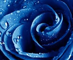 Mooi Blauw Blauwe Roos Blauw Roze Blauw