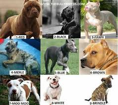 pit bull love panosundaki pin