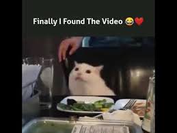 Viral Meme Lady Screaming At Cat Youtube Funny Memes Images Stupid Funny Memes Funny Relatable Memes