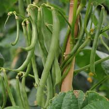 Of climbing beans we have about 70,000 plants per ha. Climbing French Bean Plant Blue Lake Phaseolus Vulgaris Buy Online