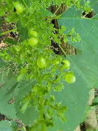 Image result for Laportea ovalifolia