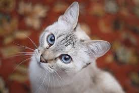 The long coat of these strikingly beautiful felines came about as a result of a spontaneous genetic mutation in purebred siamese cats. Blue Eyed Cat Names 100 Stunning Ideas Find Cat Names