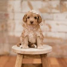 Echo is a gorgeous black colored labradoodle mix dog for adoption in la mesa ca. 6 Best Labradoodle Breeders In Iowa 2021 We Love Doodles